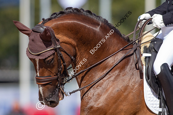 The FEI World Championships Herning 2022