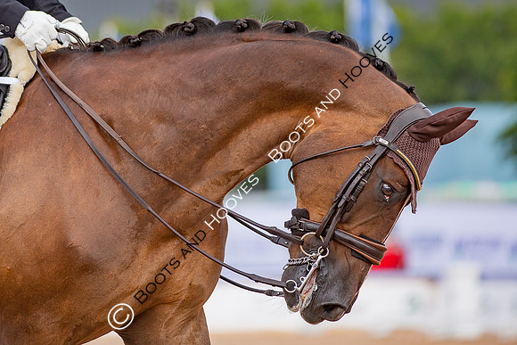 The FEI World Championships Herning 2022