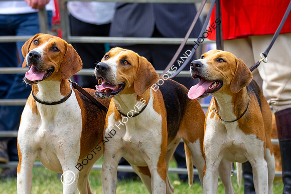 Festival of Hunting