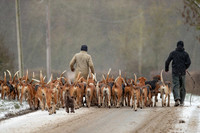 Hound Exercise