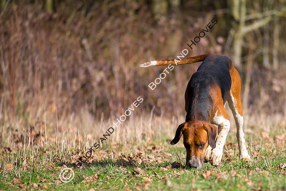 Hunting