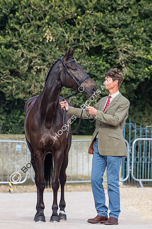 Badminton Horse Trials