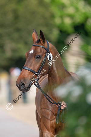 Badminton Horse Trials