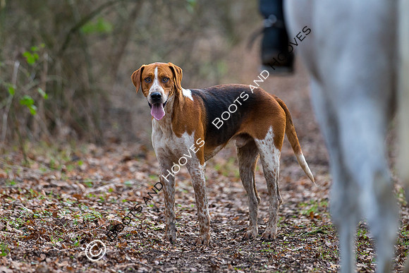 East Essex Hunt. Ladies Day. 29/01/2019 ~ MANDATORY Credit Elli Birch/Bootsandhooves - NO UNAUTHORISED USE - 07745 909676
