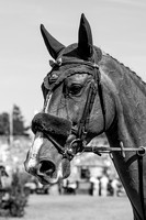 The Agria Royal International Horse Show