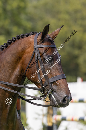 The Agria Royal International Horse Show