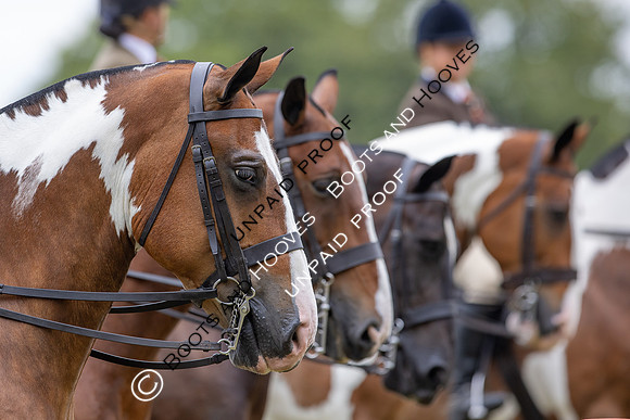 The Agria Royal International Horse Show