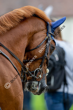 Science Supplements All England Jumping Championships