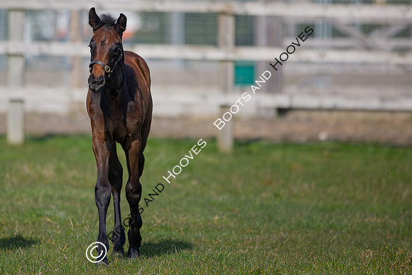 ~ MANDATORY Credit Elli Birch/Bootsandhooves- NO UNAUTHORISED USE - 07745909676