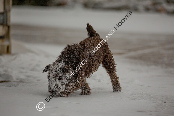 Hound Exercise
