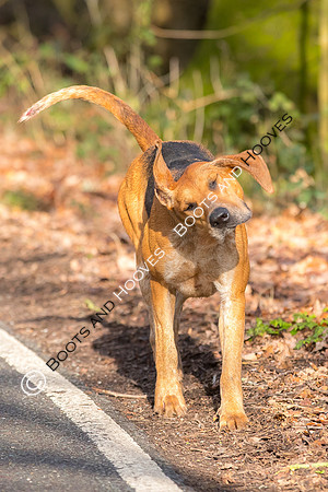 Hunting