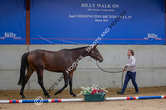 The Billy Stud Auction