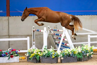 The Billy Stud Auction
