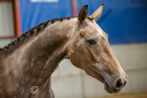 The Billy Stud Auction