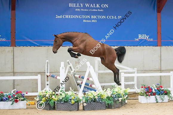 The Billy Stud Auction