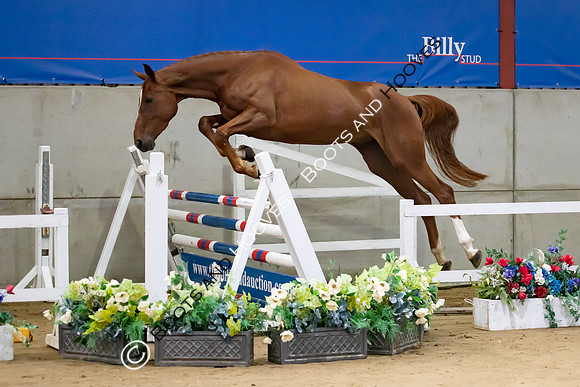 The Billy Stud Auction