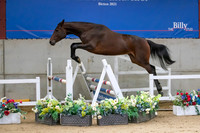 The Billy Stud Auction