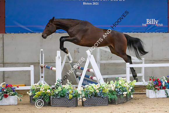 The Billy Stud Auction