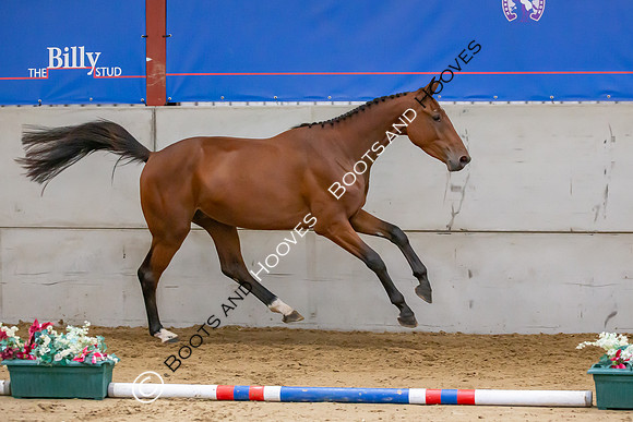 The Billy Stud Auction