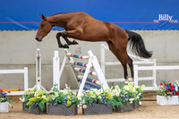 The Billy Stud Auction