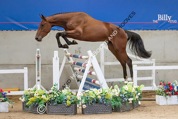 The Billy Stud Auction