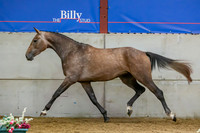 The Billy Stud Auction