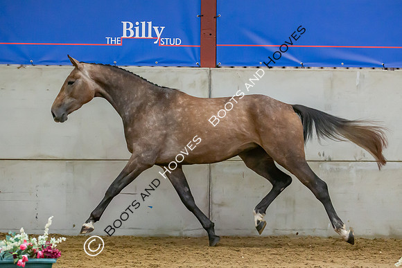 The Billy Stud Auction