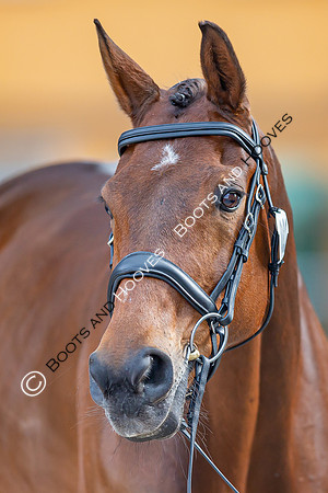 Badminton Horse Trials