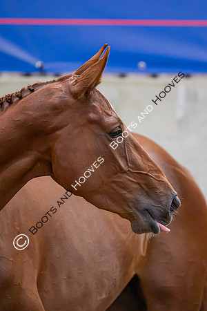 The Billy Stud Auction