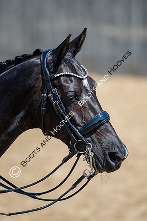 I.C.E. HORSEBOXES ALL ENGLAND DRESSAGE FESTIVAL 2023