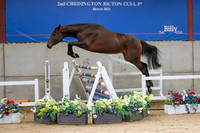 The Billy Stud Auction