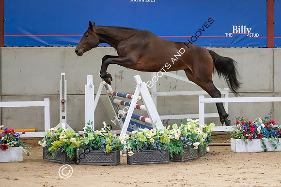 The Billy Stud Auction