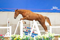 The Billy Stud Auction
