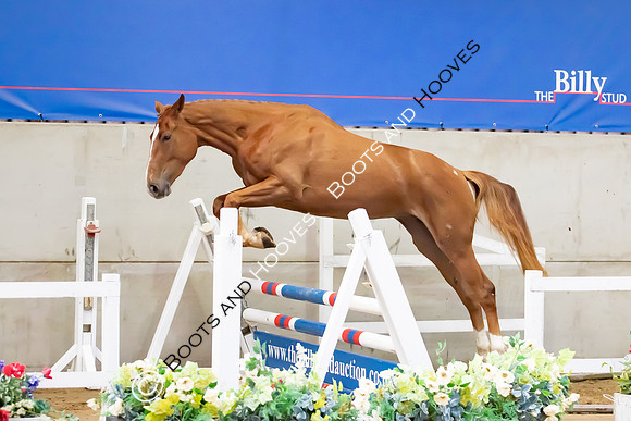 The Billy Stud Auction