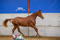 The Billy Stud Auction