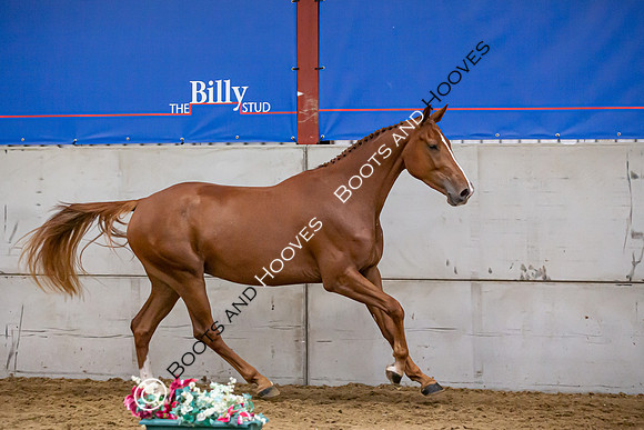 The Billy Stud Auction