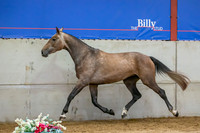 The Billy Stud Auction