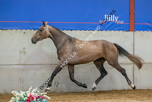 The Billy Stud Auction