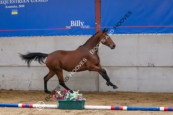The Billy Stud Auction