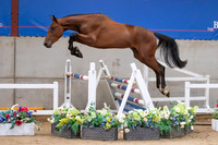 The Billy Stud Auction