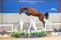 The Billy Stud Auction