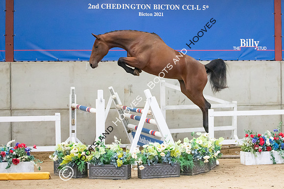 The Billy Stud Auction