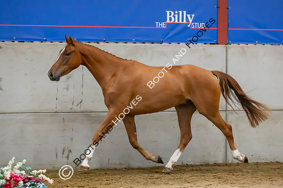 The Billy Stud Auction
