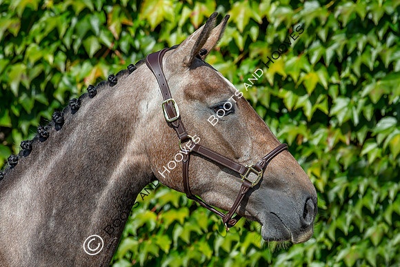 The Billy Stud Auction