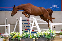 The Billy Stud Auction