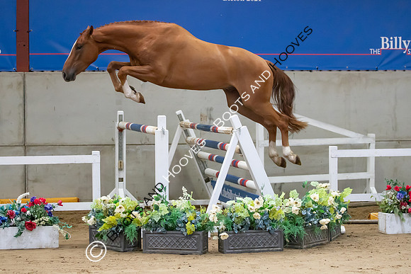 The Billy Stud Auction