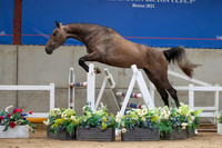 The Billy Stud Auction