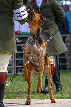 Festival of Hunting