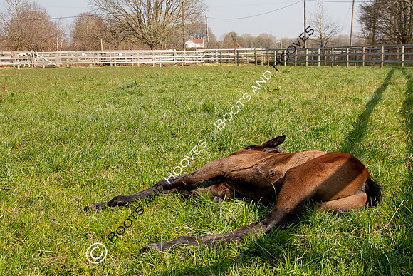 ~ MANDATORY Credit Elli Birch/Bootsandhooves- NO UNAUTHORISED USE - 07745909676