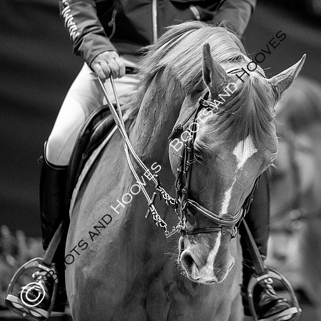 Showjumping